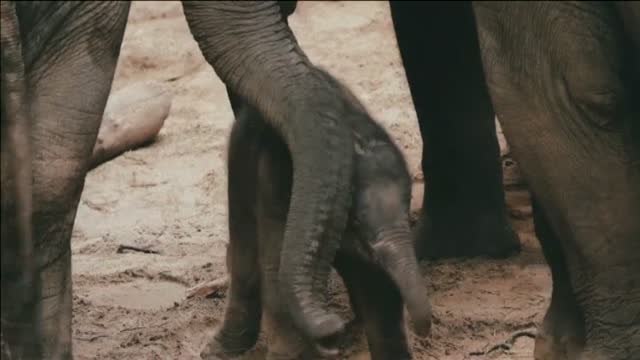 El día de Navidad trae un regalo sorpresa al zoo de Malinas (Bélgica)