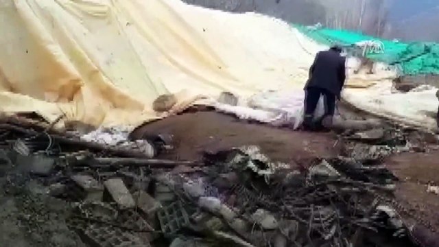 Çöken ahırda 360 küçükbaş hayvan telef oldu - VAN