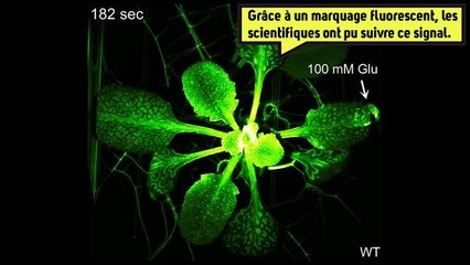 Pour la première fois, des chercheurs de l’université du Michigan ont pu montré comment une plante sonne l'alarme en cas de danger.❗❗