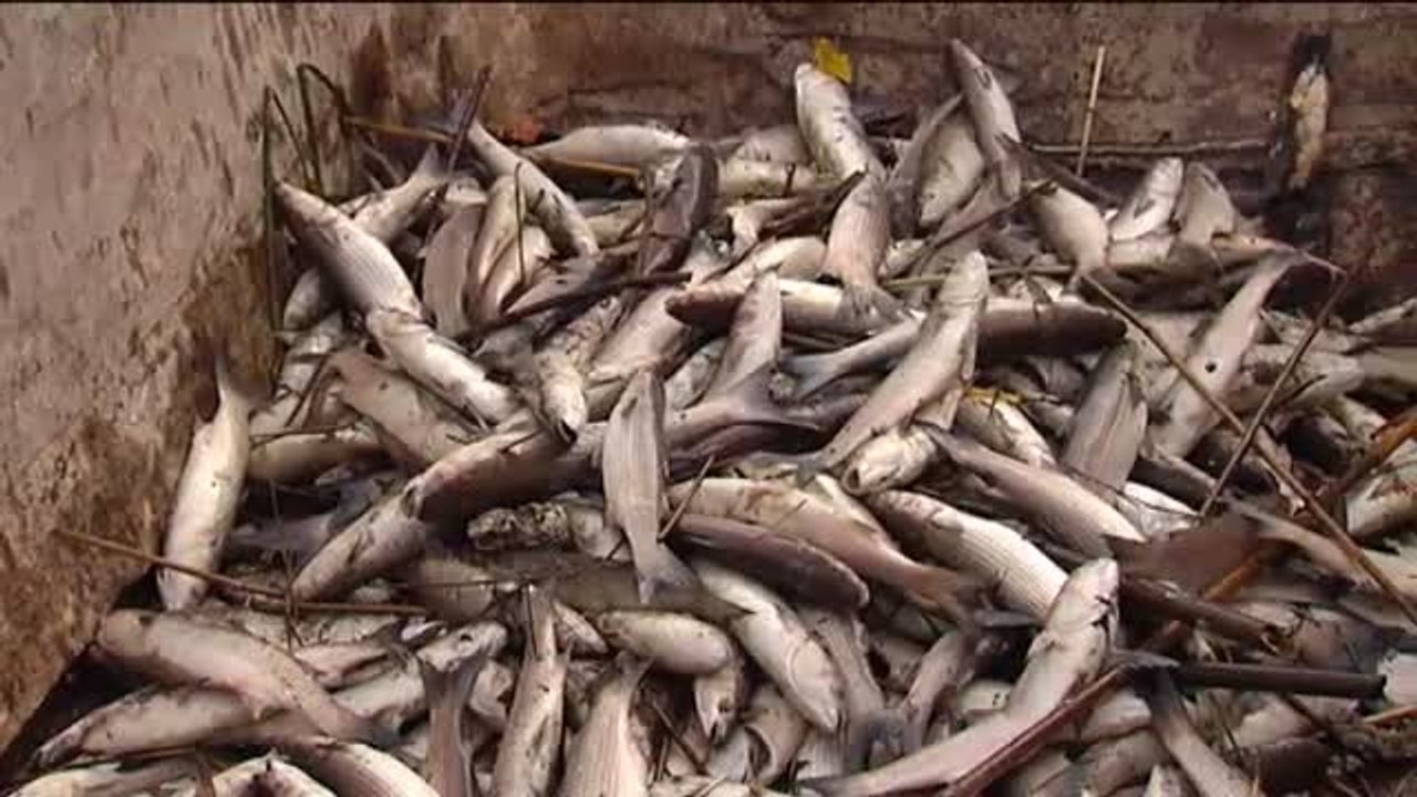 Aparecen miles de peces muertos en una depuradora de Valencia