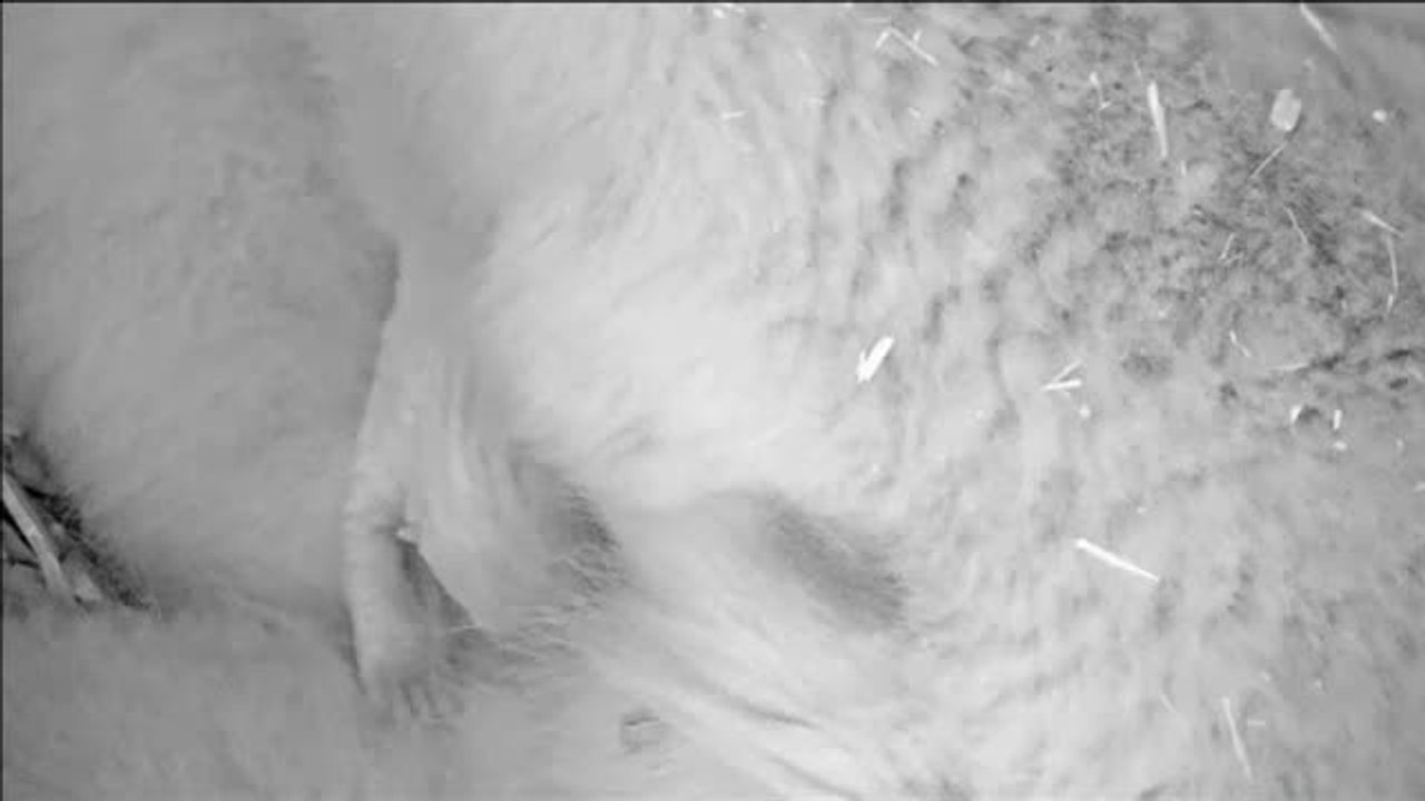 Nace una cría de oso polar en Berlín aunque sus posibilidades de sobrevivir son escasas