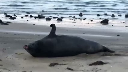 Un elefante marino causa espectación en Auckland, Nueva Zelanda