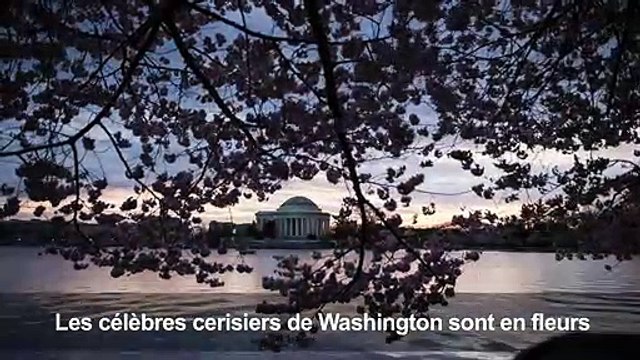 Les cerisiers de Washington sont en fleurs