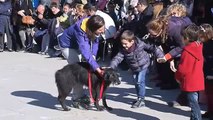 Desfile de perros abandonados para concienciar sobre la adopción responsable