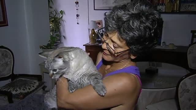 Perros y gatos dejarán de ser considerados cosas en España