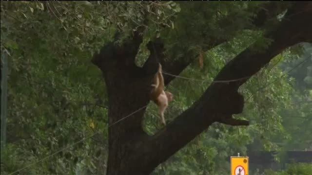 Los monos 'invaden' Nueva Delhi