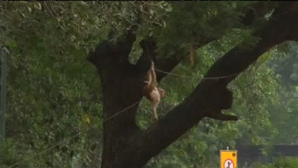 Los monos &#039;invaden&#039; Nueva Delhi