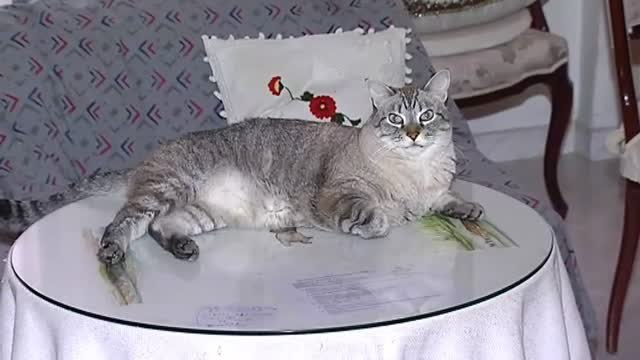 Los animales dejarán de ser considerados objetos