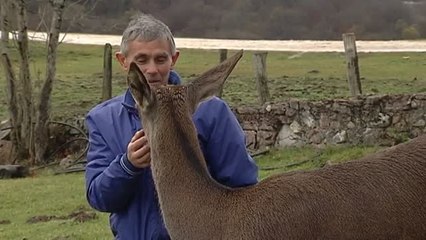 La bonita historia de amor de Aladino y Bambi