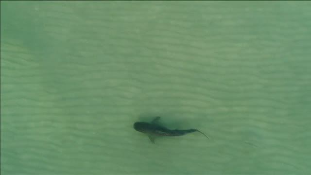 Un tiburón tigre surca las aguas de la playa de Miami