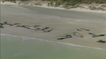 150 ballenas aparecen muertas en una playa de Nueva Zelanda