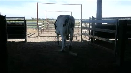 La vaca gigante de Australia