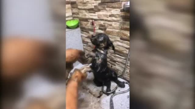 Encuentran a dos cachorros en un pozo de alquitrán en Chile