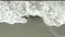 Evacúan una playa en Florida tras la aparición de un cocodrilo de dos metros