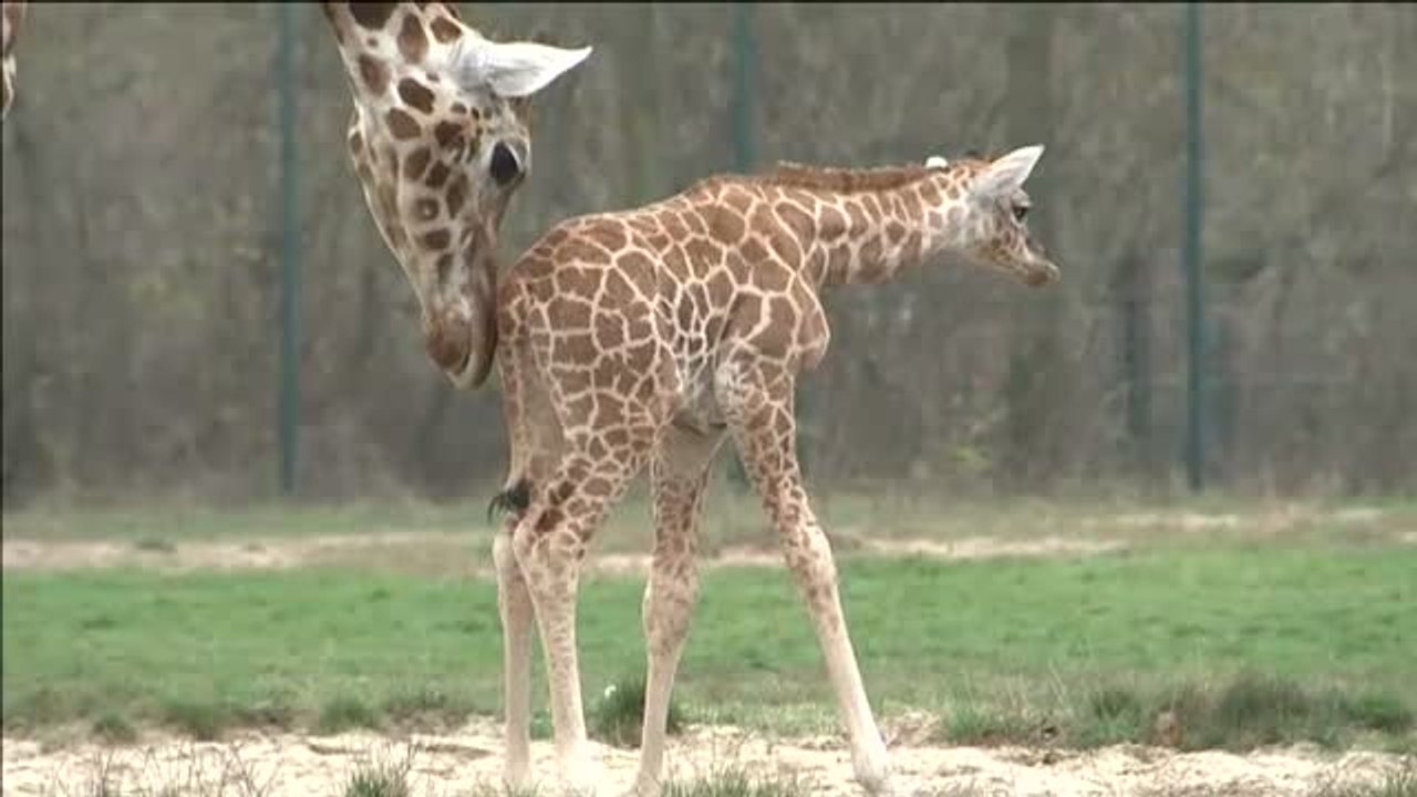 'Baby Ella', la nueva estrella del zoo de Berlín