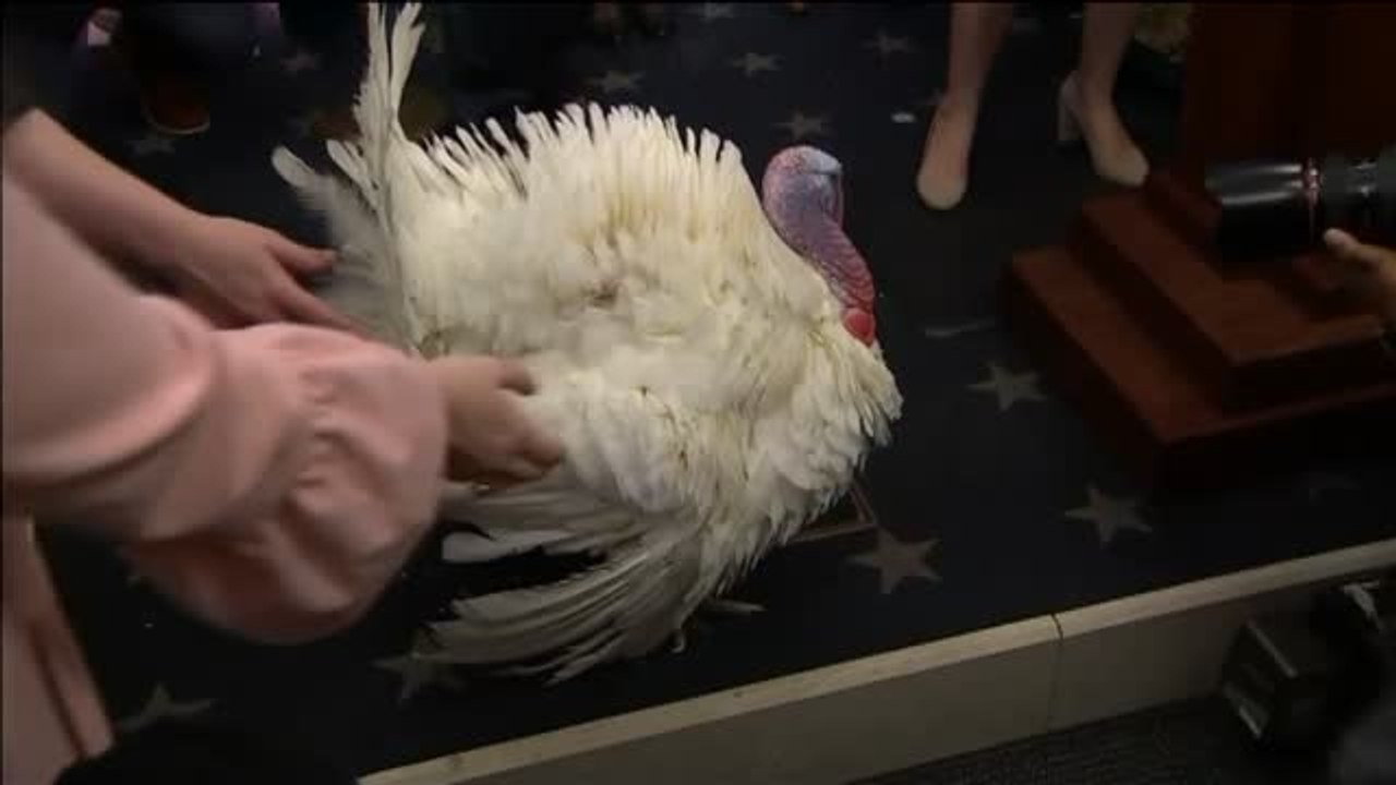 Washington recibe a sus invitados más ilustres de Acción de Gracias: los pavos indultados