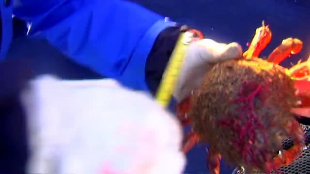 Se abre la veda de la centolla, el producto estrella la navidad