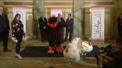 Llegan a la Casa Blanca dos pavos para la cena de &#039;Acción de Gracias&#039;