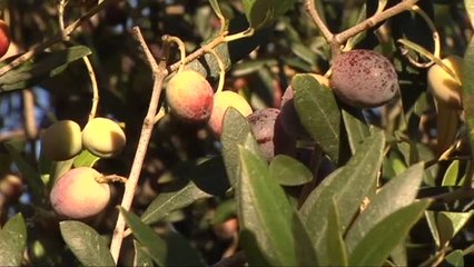 Aceites con vocación de futuro en Mallorca