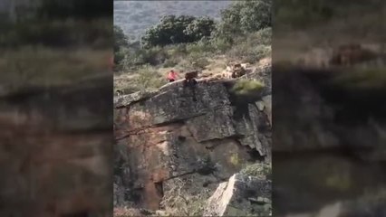 Los cazadores aseguran que sólo uno de los doce perros despeñados en Cáceres murió