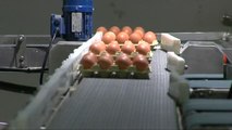 La crisis del fipronil dispara el precio de los huevos