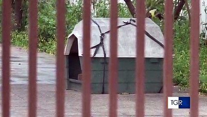 Puglia: morta la donna azzannata dal cane rottweiler di suo nipote