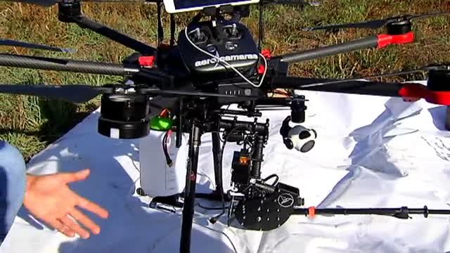 La avispa velutina pone en peligro el trabajo de los apicultores