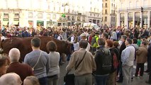 Centenares de ovejas toman las calles de Madrid