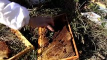 Los apicultores cántabros denuncian ataques de osos a sus colmenas