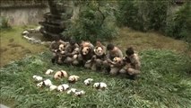Foto de familia de los bebés panda nacidos en China a lo largo de 2017