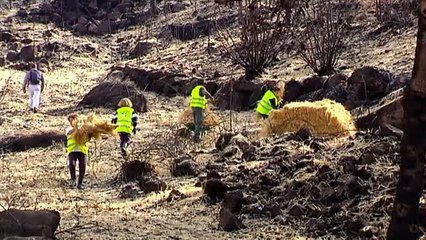 Apagado el fuego en Galicia se teme que las lluvias arrastren ceniza al mar
