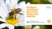 22 fleurs mellifères pour faire plaisir aux abeilles