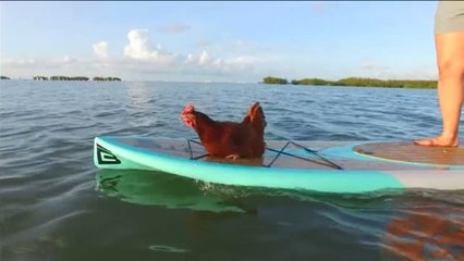 La gallina más valiente del mundo