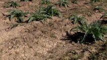 Los cultivos de regadío, amenazados por la sequía