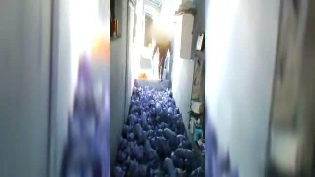 Los acusados de matar a 79 lechones lo consideran una payasada