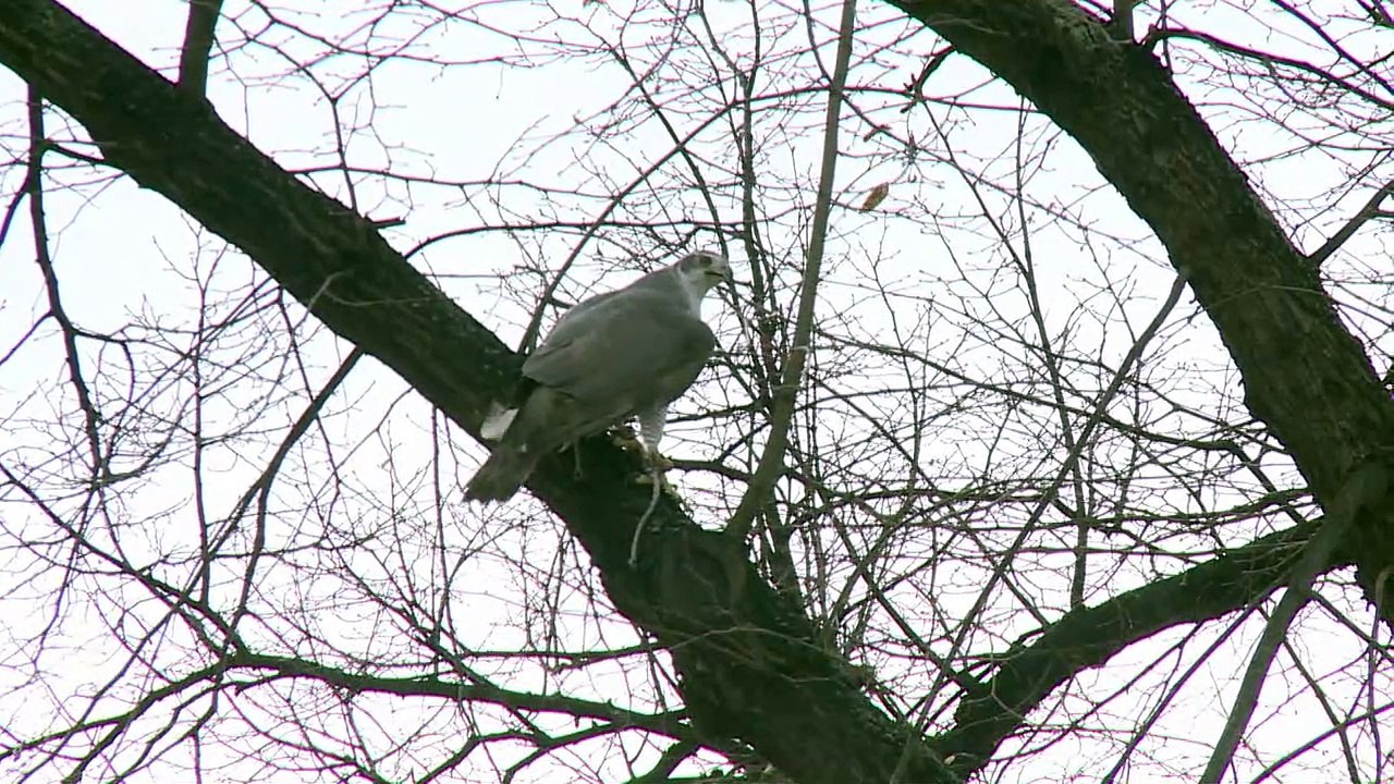 A Moscou, une escadrille de rapaces pour protéger le Kremlin
