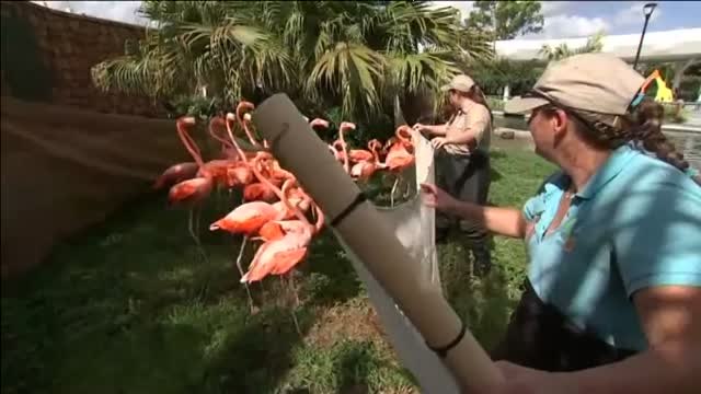 El Zoo de Miami guarece a sus animales ante la llegada del huracán Irma