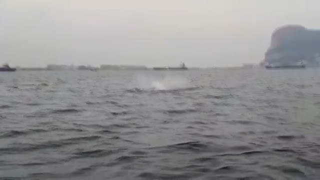 Orcas en la Bahía de Algeciras