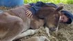 Sweet Orphaned Horse Has Health Complications