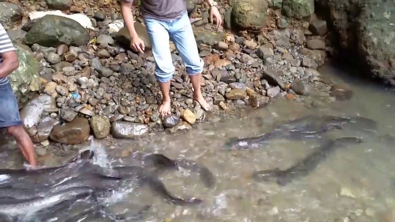 Des dizaines d'anguilles en bord de rivière... Pêche facile