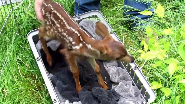Quoi de plus mignon qu'un jeune faon... Bambi
