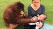 Cet orang-outan donne le biberon à un bébé... Adorable