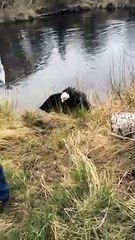 Il sauve 2 aigles emmêlés entre eux dans un lac