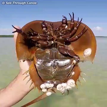 Il trouve un étrange animal qui nage dans l'eau : Limulidé ou crabe fer à cheval