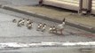 Suivez cette famille de canard de la ville jusque à la rivière...Tellement mignon