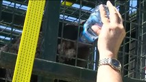Rescatados 13 animales del zoo de Aleppo