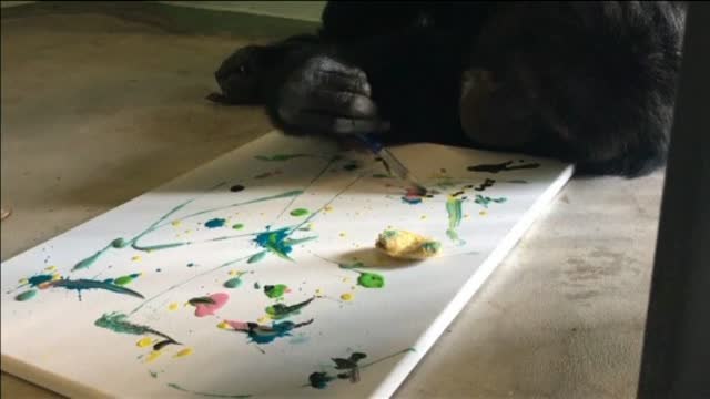 Una exposición de arte en Estados Unidos vende cuadros pintados por simios