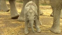 Nace el primer ejemplar de elefante africano en un zoo de México