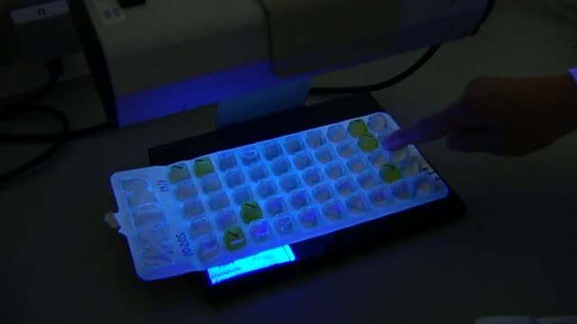 Algunas playas españolas vivigladas por contaminación