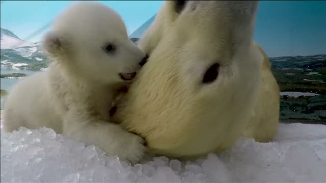 Un oso polar de tres meses de edad roba el corazón de los australianos